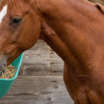 Feed & Water Bowls