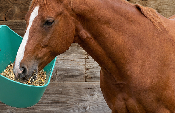 Feed & Water Bowls