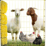 Electric Sheep & Poultry Nets