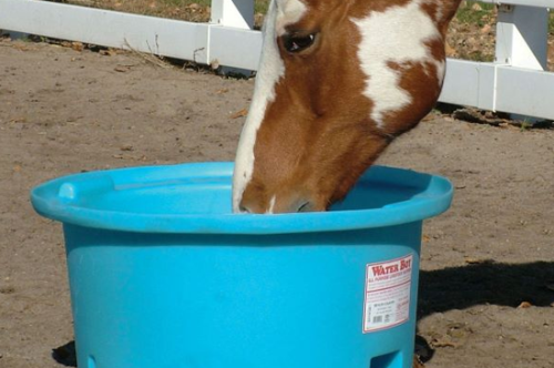 horse